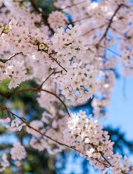 Seattle Kirschblüten